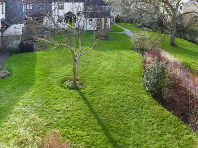 a tree in the middle of a green yard at Chy Morvoren in Falmouth