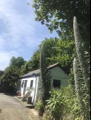 a small white house with a large cactus next to it at Pond Cottage in Coverack