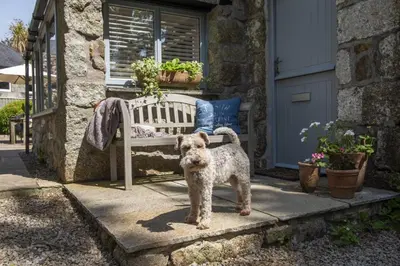 a dog standing next to a bench on a porch at Rosehendra in Saint Erth