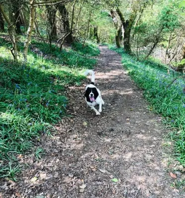 a black and white dog sitting on a dirt road at The Old Smelting Works in Truro