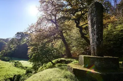 an old stump in a field with trees and grass at Lostwithiel Stable House in Braddock