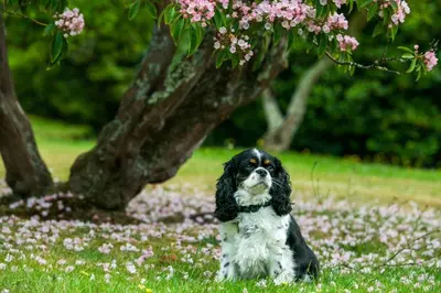 a black and white dog sitting in the grass under a tree at Lostwithiel Stable House in Braddock
