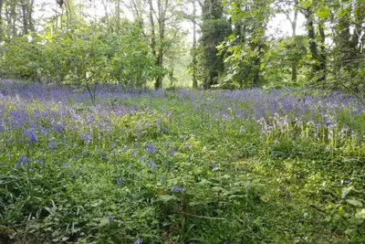a field of purple flowers in the woods at Woodland bungalow, fantastic location in Uny Lelant
