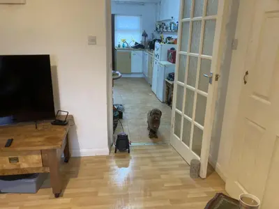 a dog standing in the hallway of a living room at Little Haven in Launceston