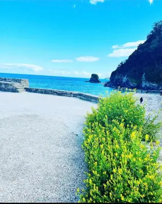 a beach with yellow flowers and the ocean at Captains Quarters in Charlestown