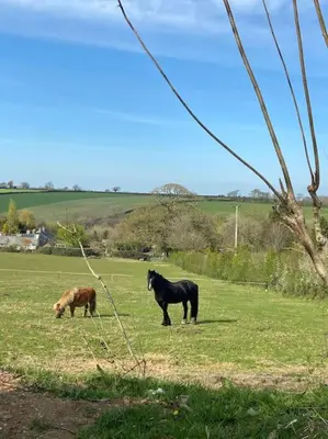 two horses standing in a field of grass at Secluded Luxury Pod with Hot Tub in Launceston