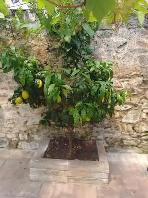 a small lemon tree in front of a stone wall at The Conifers 3 Room Small but Stylish Self Catering Bedsit Flat in Nature Reserve Free Eden taxi b4 9pm no lounge in Par