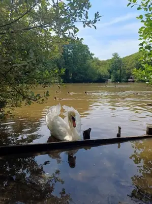 a swan and a cat swimming in a lake at The Conifers 3 Room Small but Stylish Self Catering Bedsit Flat in Nature Reserve Free Eden taxi b4 9pm no lounge in Par
