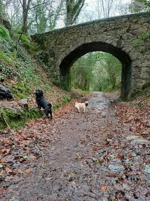 two dogs walking on a path under a stone bridge at The Conifers 3 Room Small but Stylish Self Catering Bedsit Flat in Nature Reserve Free Eden taxi b4 9pm no lounge in Par