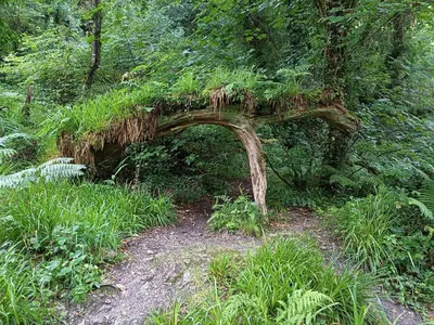 a tree stump with grass on it in the woods at The Conifers 3 Room Small but Stylish Self Catering Bedsit Flat in Nature Reserve Free Eden taxi b4 9pm no lounge in Par
