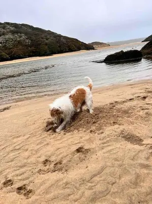 a dog playing in the sand on the beach at Wonderful Beach House Just 250m From The Sea in Newquay