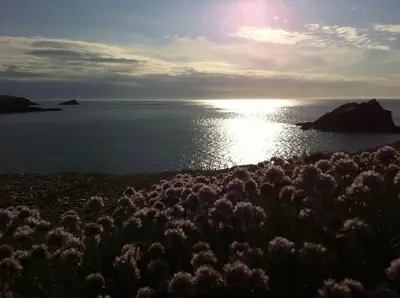 a field of flowers in front of the ocean at Wonderful Beach House Just 250m From The Sea in Newquay