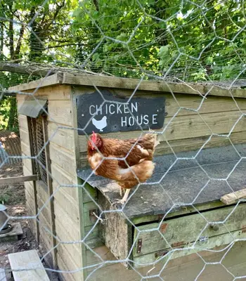 a chicken in a chicken house with a sign at Goodrevy Barn in Launceston