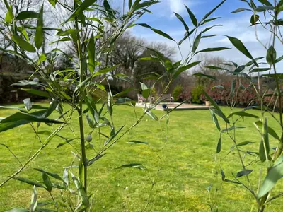 a tall plant in a field of grass at The Retreat in Bodmin