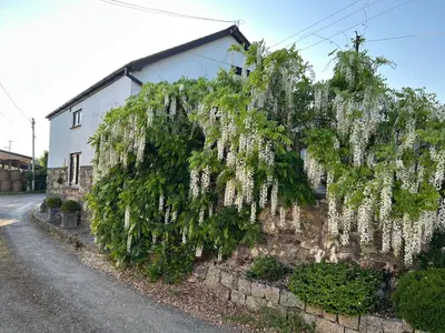 a tree with white flowers hanging off the side of a building at Trelowen Cottage in Callington