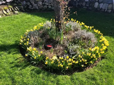 a flower bed with yellow flowers in the grass at Chy An Gweal Farm Cottage in Carbis Bay