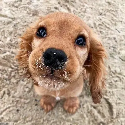 a small brown dog with sand on its face at Crows Nest Apartment, at Clipper House with free onsite allocated parking in Looe