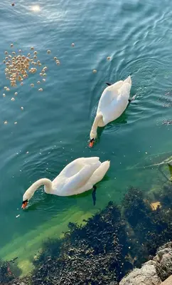 two white swans are swimming in the water at no.five Flushing in Flushing