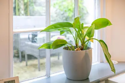 a potted plant sitting on a window sill at 2 Bed in Fowey oc-m29077 in Fowey