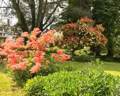 a garden with pink flowers in a yard at Elerkey Guest House in Veryan