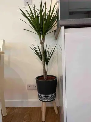 a potted plant sitting on a stand in a kitchen at Stepping Stones Cottage - Lelant, Nr St Ives in St Ives