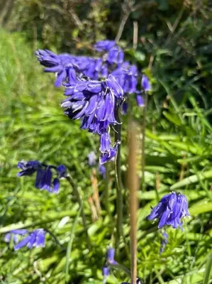 a group of blue flowers in the grass at Stepping Stones Cottage - Lelant, Nr St Ives in St Ives
