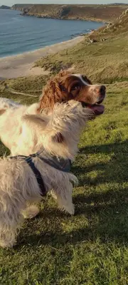 a brown and white dog laying in the grass at The Samphire Cottage in Porthleven
