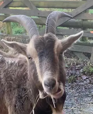 a ram with long horns standing in front of a fence at Morvoren Cottage in Launceston