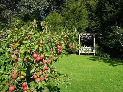 an apple tree with apples on it in a yard at The Cider Barn in St Austell