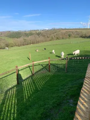 a group of sheep grazing in a field at Brook lodge 2 in Liskeard