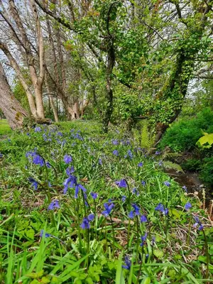 a bunch of blue flowers in the grass with trees at Beautiful Cabin near Padstow in Padstow