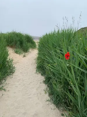 a red flower in the middle of a field of grass at Sunnyridge Cottage, Porthcothan Bay in Saint Ervan