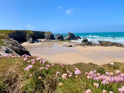 a beach with pink flowers in the grass at Sunnyridge Cottage, Porthcothan Bay in Saint Ervan