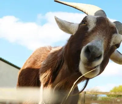 a brown goat with long horns standing in a field at Holiday Home - St Austell in St Austell