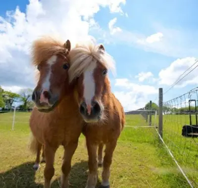 two horses standing next to each other in a field at Holiday Home - St Austell in St Austell