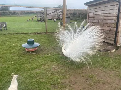 a peacock with a hat on its tail and a cat at Luxury countryside retreat with hot tub in Leedstown