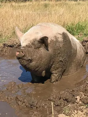 a pig standing in the mud in the water at Sunrise Cabin in Carbis Bay