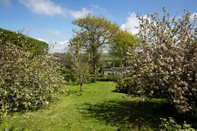 two trees with pink flowers in a yard at Spectacular Sea View Retreat in Lanteglos