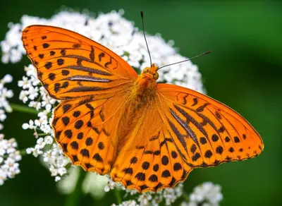 an orange butterfly is sitting on a white flower at Jordan Cottage in Fowey