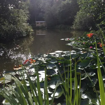 a pond with lily pads and a house in the background at The Goose Nest luxury lakeside shepherd hut in Cardinham Woods, Cornwall in Cardinham