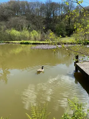 a duck swimming in the water near a dock at The Goose Nest luxury lakeside shepherd hut in Cardinham Woods, Cornwall in Cardinham