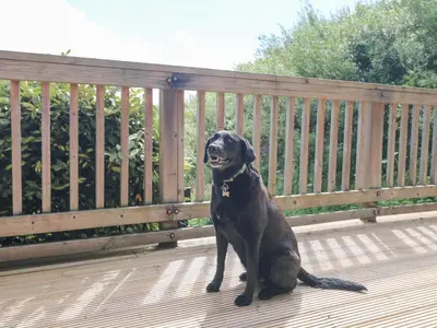 a black dog sitting on a wooden deck at The Willows in Saint Columb Major
