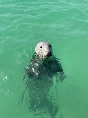 a sea animal swimming in the water at Penny's Place in Carbis Bay