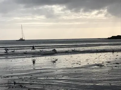 a group of birds on the beach with a sail boat at Seagulls Boutique Lodgings in Mevagissey