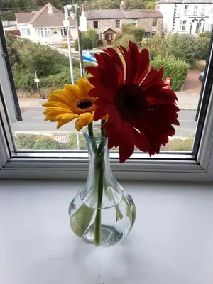 a vase filled with flowers sitting on a window sill at Freda's Treasure 