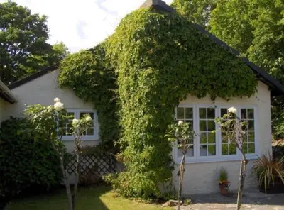 a house with a large ivy growing on the side of it at Apartment in lovely village in Newquay