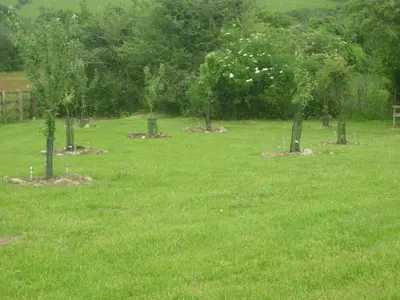 a group of trees in a field of grass at HOPSLAND HOLIDAYS Byre, Dairy & Hayloft in Saint Cleer