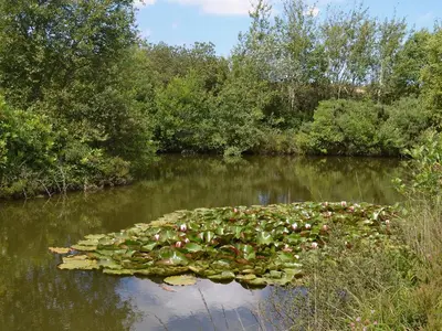 a rock in the water with plants on it at Little Owl Lodge in Saint Columb Major