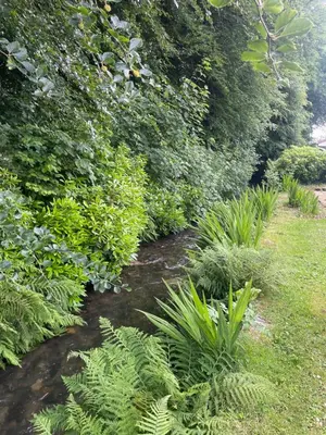 a stream in a garden with green plants at Beekeepers Cottage in Liskeard