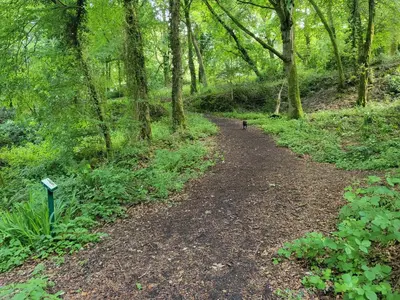 a dog walking down a trail in the woods at Bumbeldink in Uny Lelant